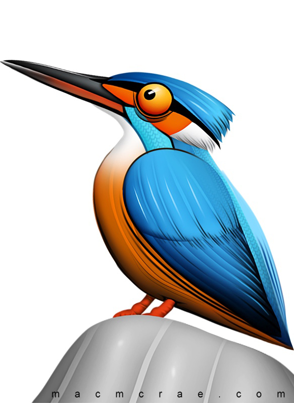 Common Kingfisher Illustration Airbrushed